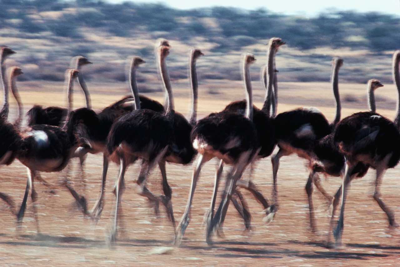 Ostriches Running in the Kalahari Desert. | The Columbus Team ...